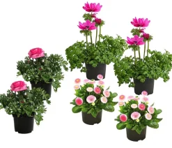 Beet- & Balkonpflanzen-Set Rosa Frühling, 6-teilig