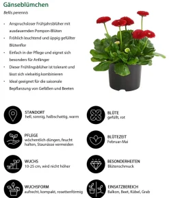 Beet- & Balkonpflanzen-Set Roter Frühling, 6-teilig