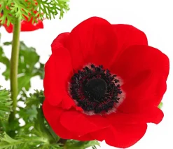 Beet- & Balkonpflanzen-Set Roter Frühling, 6-teilig