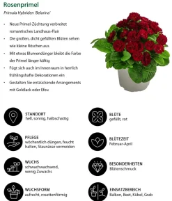 Beet- & Balkonpflanzen-Set Roter Frühling, 6-teilig