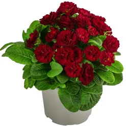 Beet- & Balkonpflanzen-Set Roter Frühling, 6-teilig