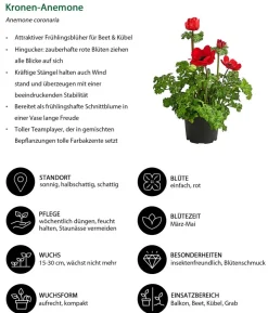 Beet- & Balkonpflanzen-Set Roter Frühling, 6-teilig
