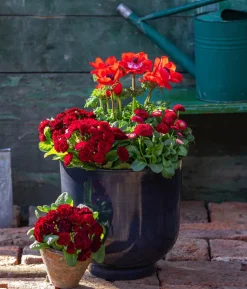 Beet- & Balkonpflanzen-Set Roter Frühling, 6-teilig