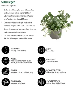 Beet- & Balkonpflanzen-Set Salvia, 6-teilig