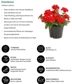Beet- & Balkonpflanzen-Set Salvia, 6-teilig
