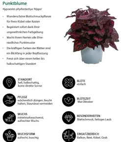 Beet- & Balkonpflanzen-Set Sommerzauber, 6-teilig