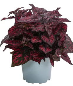Beet- & Balkonpflanzen-Set Sommerzauber, 6-teilig
