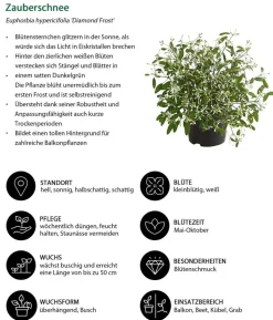 Beet- & Balkonpflanzen-Set Sommerzauber, 6-teilig