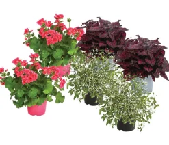 Beet- & Balkonpflanzen-Set Sommerzauber, 6-teilig
