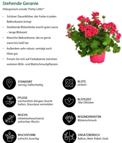 Beet- & Balkonpflanzen-Set Sommerzauber, 6-teilig