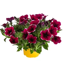 Beet- & Balkonpflanzen-Set Sommerpurpur, 6-teilig