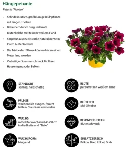 Beet- & Balkonpflanzen-Set Sommerpurpur, 6-teilig