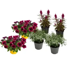 Beet- & Balkonpflanzen-Set Sommerpurpur, 6-teilig
