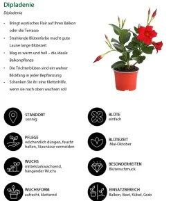 Beet- & Balkonpflanzen-Set Sonnenanbeter