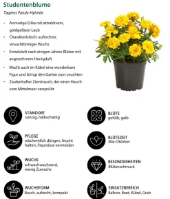 Beet- & Balkonpflanzen-Set Sonnenkuss, 6-teilig