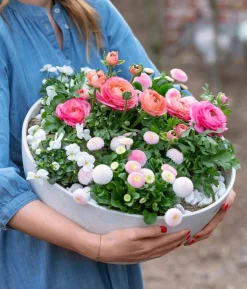 Beet- & Balkonpflanzen-Set Traum in Rosa, 6-teilig
