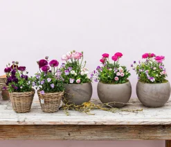 Beet- & Balkonpflanzen-Set Traum in Rosa, 6-teilig