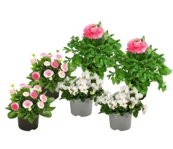 Beet- & Balkonpflanzen-Set Traum in Rosa, 6-teilig