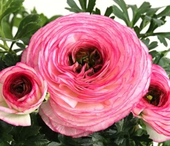 Beet- & Balkonpflanzen-Set Traum in Rosa, 6-teilig