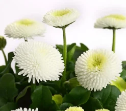 Beet- & Balkonpflanzen-Set Weißer Frühling, 6-teilig