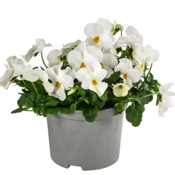 Beet- & Balkonpflanzen-Set Weißer Frühling, 6-teilig