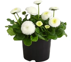 Beet- & Balkonpflanzen-Set Weißer Frühling, 6-teilig