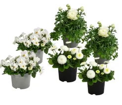 Beet- & Balkonpflanzen-Set Weißer Frühling, 6-teilig