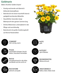 Beet- & Balkonpflanzen-Set Zitronengelb, 6-teilig