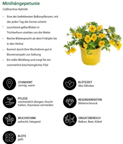 Beet- & Balkonpflanzen-Set Zitronengelb, 6-teilig