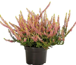 Beet- & Balkonset Herbstfeuer, 6-teilig