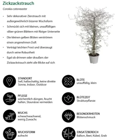 Beet- & Balkonset Herbstfreude, 6-teilig