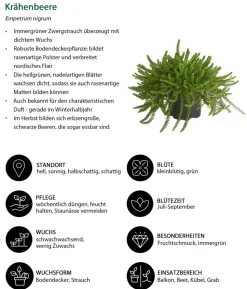 Beet- & Balkonset Herbstwind, 6-teilig