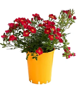 Beetrose 'Flower Rain®', verschiedene Farben