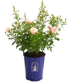 Beetrose 'Flower Rain®', verschiedene Farben