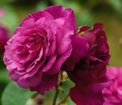 Beetrose 'Kaffe Fassett®'