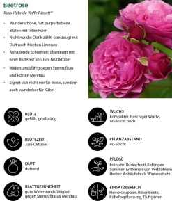 Beetrose 'Kaffe Fassett®'