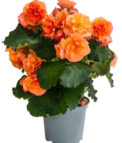 Begonie 'Solenia', verschiedene Farben