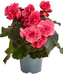 Begonie 'Solenia', verschiedene Farben
