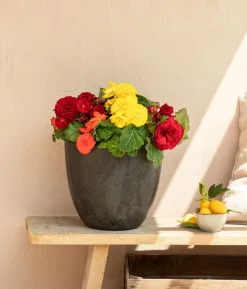 Begonie 'Solenia', verschiedene Farben