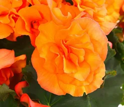Begonie 'Solenia', verschiedene Farben