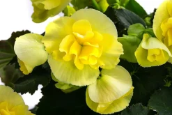 Begonie 'Solenia', verschiedene Farben