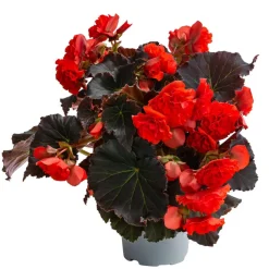 Begonie 'Solenia', verschiedene Farben