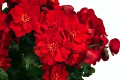 Begonie 'Macarouge'