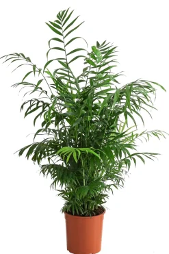 Bergpalme - Chamaedorea elegans