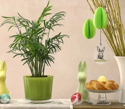 Bergpalme - Chamaedorea elegans