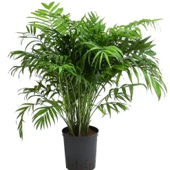 Bergpalme - Chamaedorea elegans, Hydrokultur