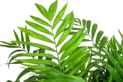 Bergpalme - Chamaedorea elegans, Hydrokultur