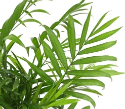 Bergpalme - Chamaedorea elegans