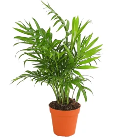 Bergpalme - Chamaedorea elegans