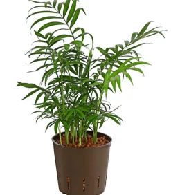Bergpalme - Chamaedorea elegans, Hydrokultur